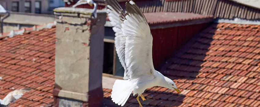 Residential Chimney Animal Removal Solution in Kernersville, NC